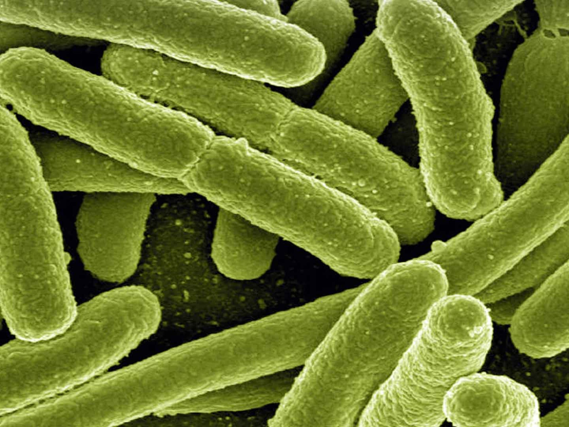 header-bacterial-testing