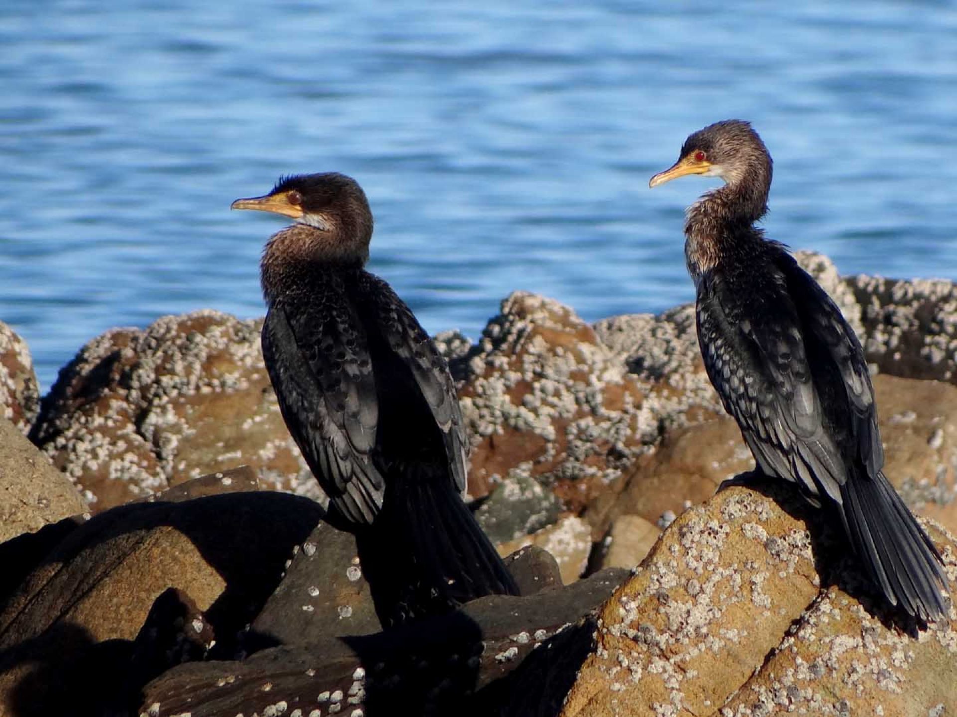 Cormorants