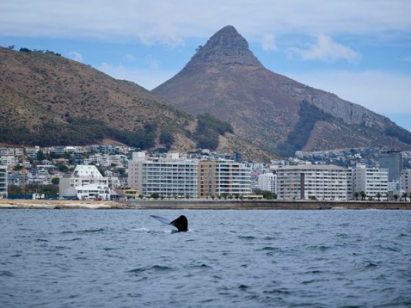 sanparks-2026-02-Southern-right-whale-Cape-Town-Nicola-van-Wilgen-4s-600×400